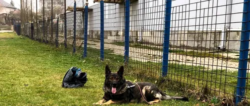 „Salvați-l pe Aldo, câinele polițist! Petiția prin care peste 8.000 de cetățeni fac apel la MAI să îi dea o șansă lui Aldo/ Câinele e izolat și sedat fiindcă refuză noul partener, impus după ce instructorul său a ieșit la pensie
