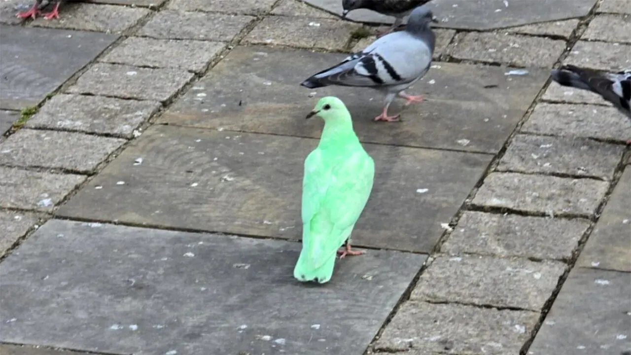 Ce este, de fapt, porumbelul verde fotografiat zilele trecute, într-un oraș din Anglia