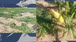 Pepenii românești, tot mai puțini. Fermierii preferă să cultive PORUMB zaharat