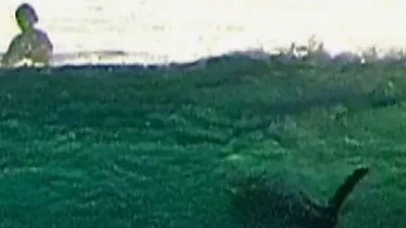 Un rechin a generat panică pe o plajă din apropiere de Roma