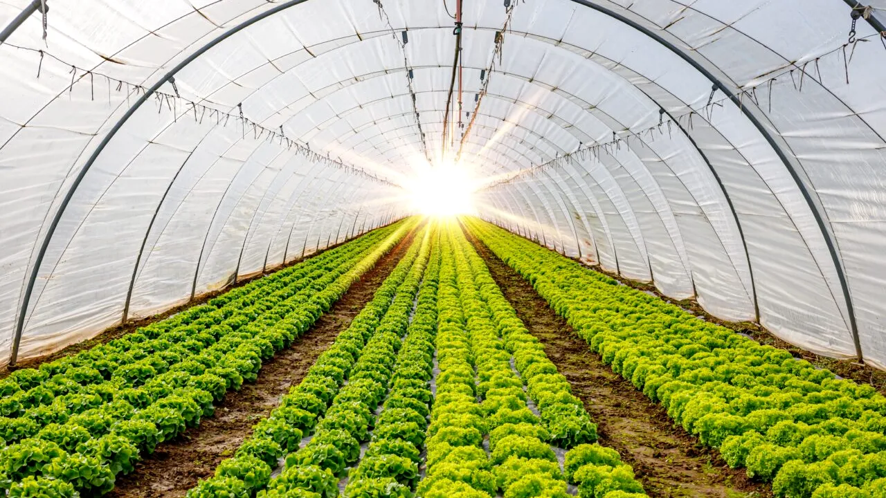 „Prima Seră”: Fermierii ar putea beneficia de finanțări nerambursabile de până la 200.000 de euro. Proiectul de lege a fost aprobat de SENAT