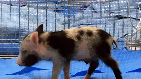 DOSAR PENAL pentru un fost asistent veterinar, care a operat porci cu PESTĂ PORCINĂ