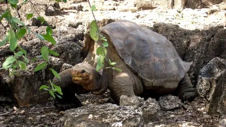 Biologii anunță: Broasca țestoasă de Galapagos, specie pe cale de dispariție, a fost salvată