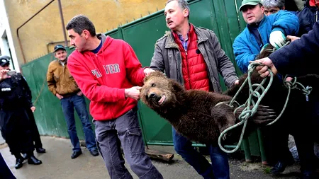 Ce se va întâmpla cu puiul de urs găsit în pivnița unei case din Sibiu