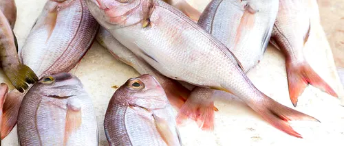 Alertă alimentară! Pește cu metale grele, din import, descoperit în magazine | Șeful ANPC: Ar trebui ridicări încă de la frontieră