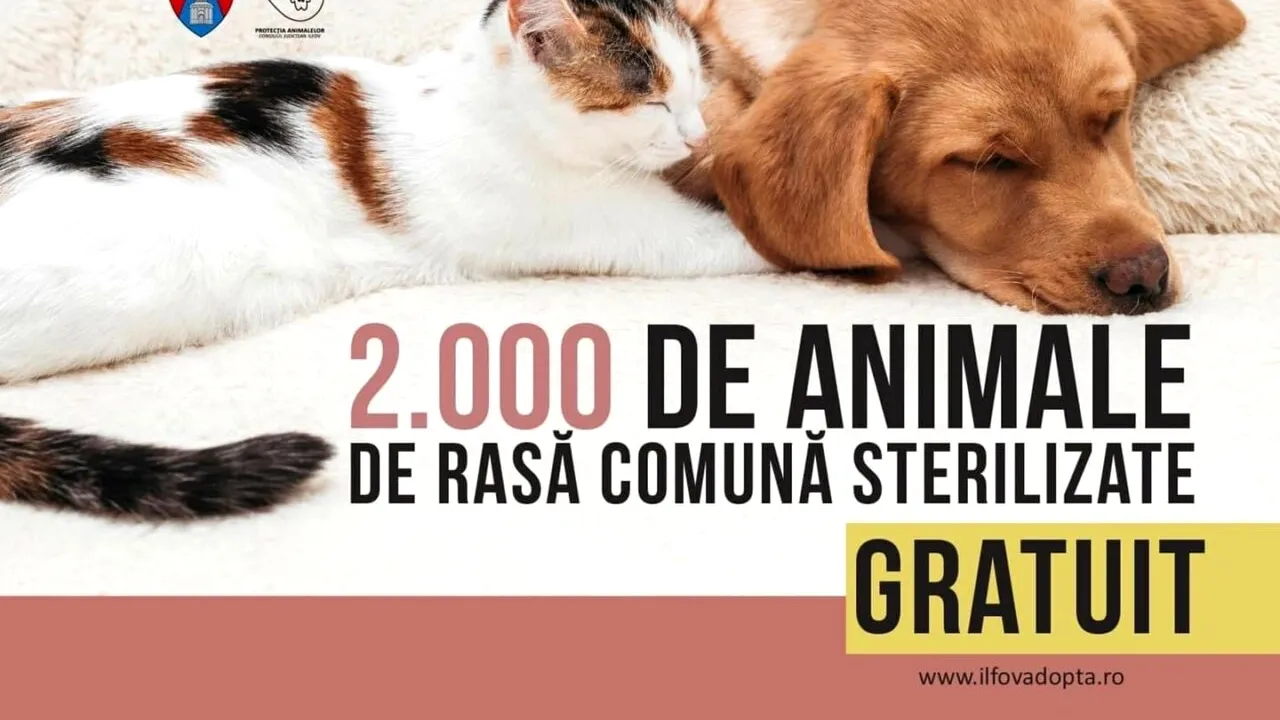 Peste 2000 de animale de rasă comună au fost sterilizate gratuit în Ilfov (P)