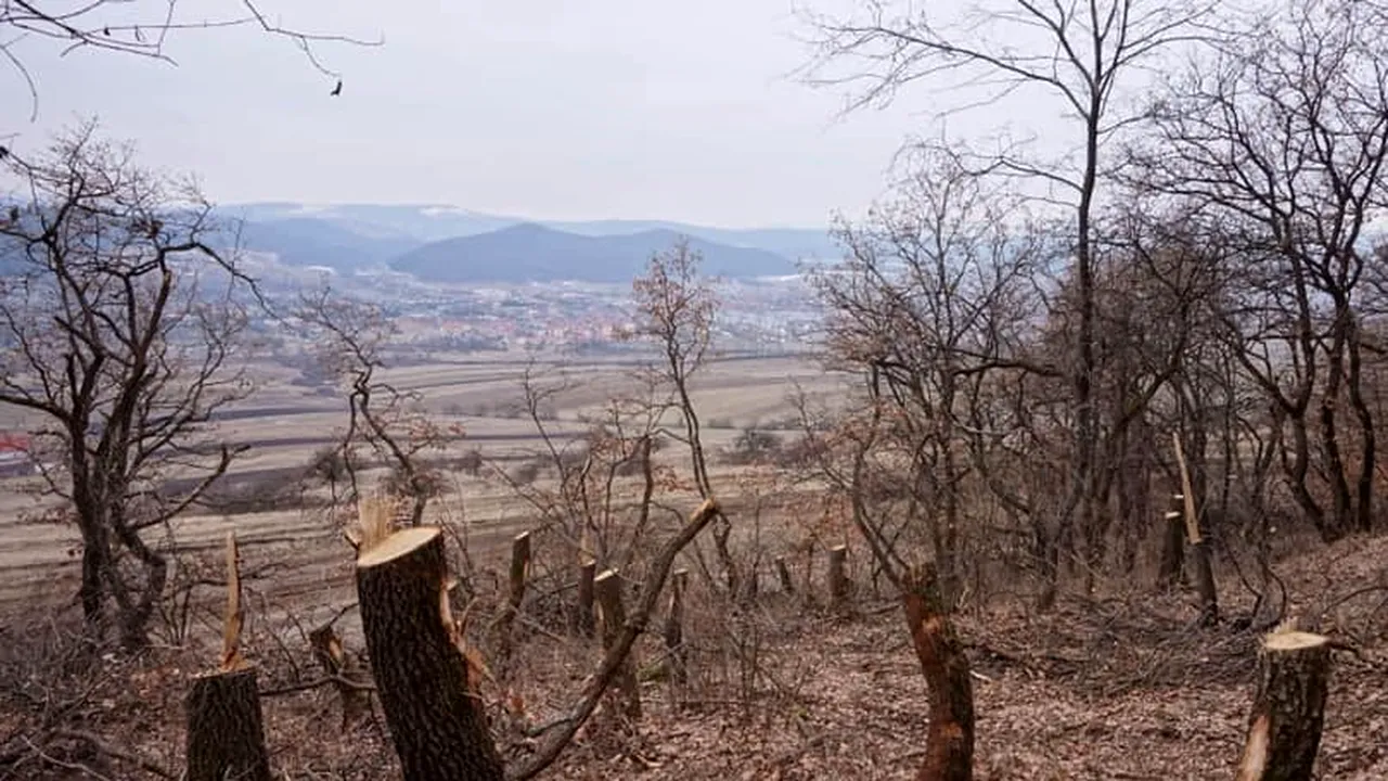 POIANA ROTUNDĂ, vizitată de fanii paranormalului, cade pradă unui FENOMEN OBIȘNUIT în România: Defrișarea copacilor