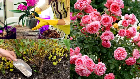 Ingenios și banal. Secretul care îți păstrează grădina luxuriantă pe caniculă