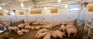 Țara care vinde cea mai bună carne de porc. Atenție, NU este România!