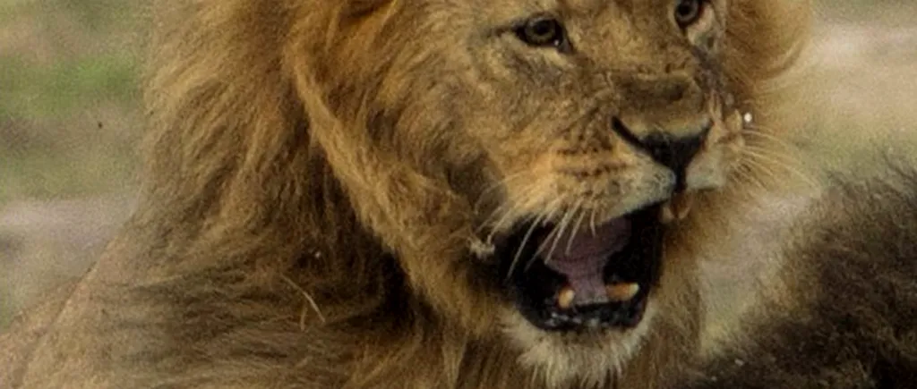 Un cercetător de teren dezminte că fratele leului Cecil ar fi mort