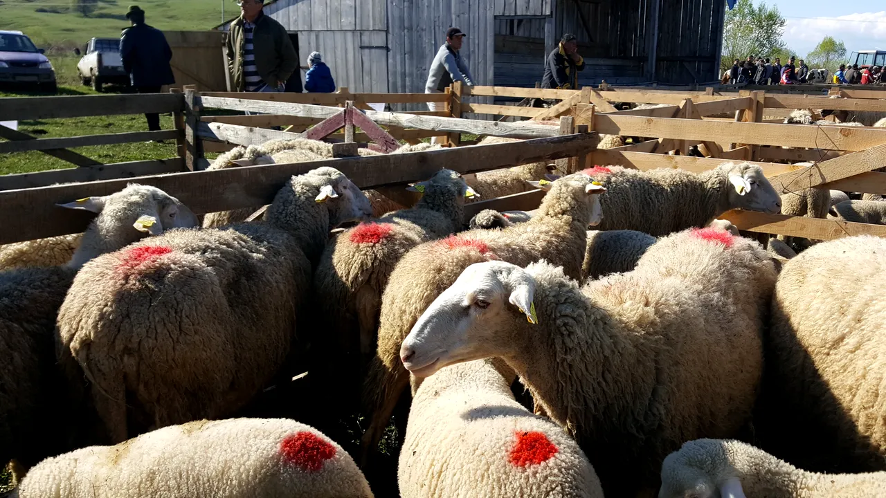 Carnea de miel se vinde cu 20-27 de lei în magazine și piețe. Unde se găsesc cele mai bune oferte