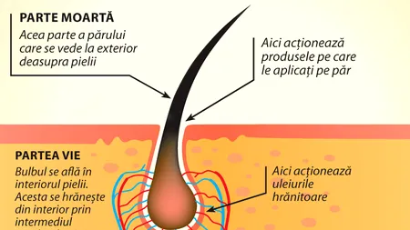 (P) Cum să-ți recapeți vitalitatea părului după căderea acestuia?