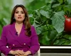 Piețele românești, mai pline de roșii! Inspectorii le verifică dacă conțin pesticide peste limita legală