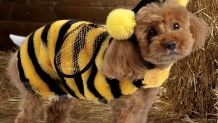 GALERIE FOTO. Cât cheltuiesc americanii pe costume de Halloween pentru animalele lor