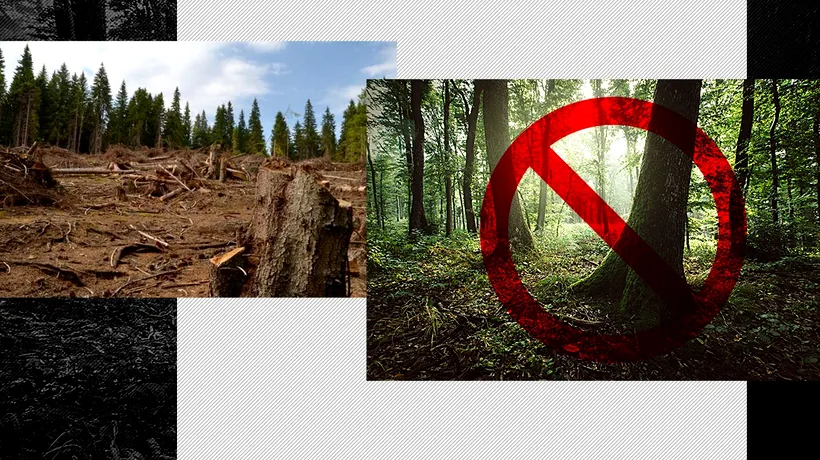 România obligată de CEDO să despăgubească proprietarii de păduri protejate. Nota de plată Natura 2000, neachitată zece ani