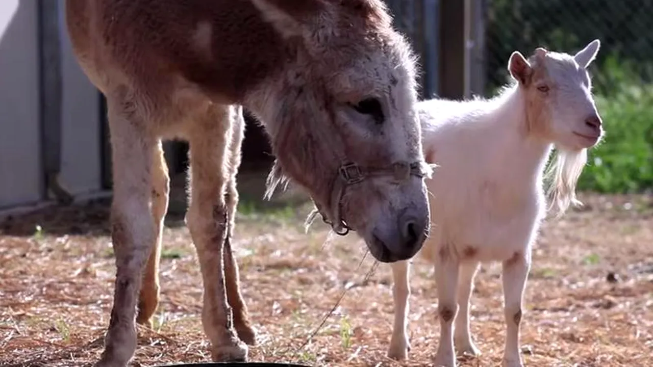 Prietenia incredibilă dintre un țap și un măgar. Cum a reacționat Mr. G când s-a reîntâlnit cu Jellybean 