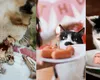 Motivul pentru care PISICILE nu pot trăi fără carne animală și sunt mai pretențioase la mâncare spre deosebire de câini