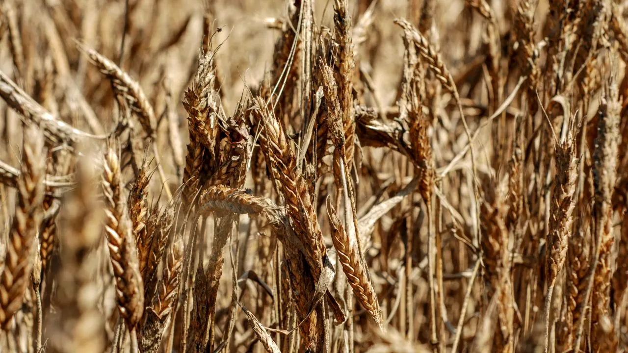 Seceta va aduce noi scumpiri ale produselor alimentare. Fermierii atrag atenția că efectele vor fi simțite curând