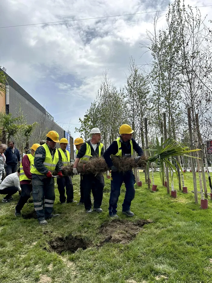 Nicușor Dan scoate palmierii plantați de primăria lui Robert Negoiță în zona Unirii / Sursa foto: Facebook