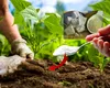 Un bărbat a turnat un amestec de drojdie cu zahăr la rădăcinile plantelor și după 5 zile a rămas uluit! Descoperirea din curte a ajuns virală