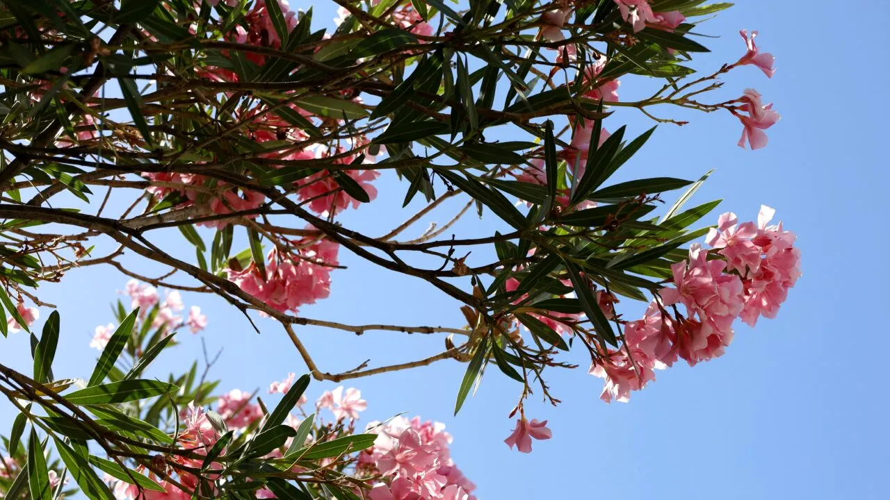 Ce plante nu trebuie să ții niciodată în casă! Aduc ghinion