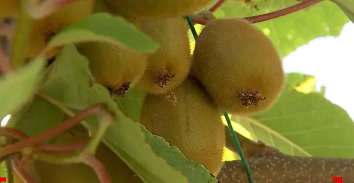 Afacerea inedită cu care dai lovitura! Românii au renunțat la caiși și cultivă kiwi. Cât costă un lăstar / Sursa foto: captură video