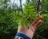 COPACUL „toxic” de evitat în grădină. Poate contamina grav plantele din curte și afectează structura caselor din apropiere