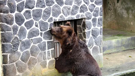 Panică pe aeroportul din Dubai. Un urs a scăpat din cușca aflată în cala unui avion - VIDEO