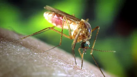 O femeie de 62 de ani din Iași este în stare gravă, după ce a fost diagnosticată cu West Nile