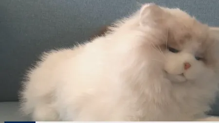 Chinezii fac jucării cu inteligență artificială. Ce știe să facă o pisică AI