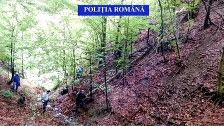 Peste 100 de pisici moarte, descoperite într-un parc din Buzău