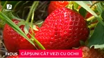 Un bărbat din județul Suceava întors acasă s-a decis să investească în agricultură. Toți banii i-a folosit pentru a planta CĂPȘUNI