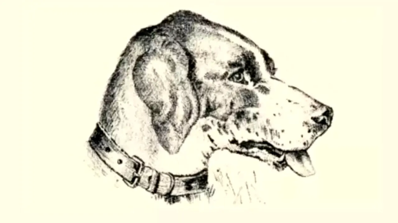 Iluzie optică virală | Te crezi un geniu? GĂSEȘTE stăpânul câinelui în 15 secunde!