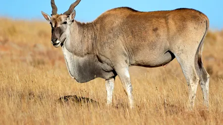 Un român a fost ucis de o antilopă, în nordul Europei. Cum s-a întâmplat tragedia