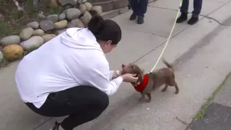 Odiseea lui Choco. Un cățel a ajuns acasă de Sărbători după 5 ani de vagabondaj. Fugarul a fost găsit la 3.200 de kilometri distanță