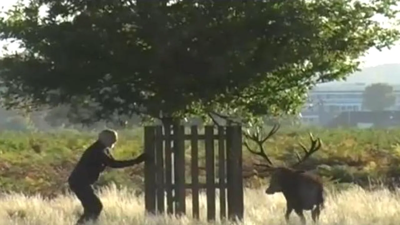 VIDEO. Ce se întâmplă când un bărbat dă nas în nas cu un cerb în călduri
