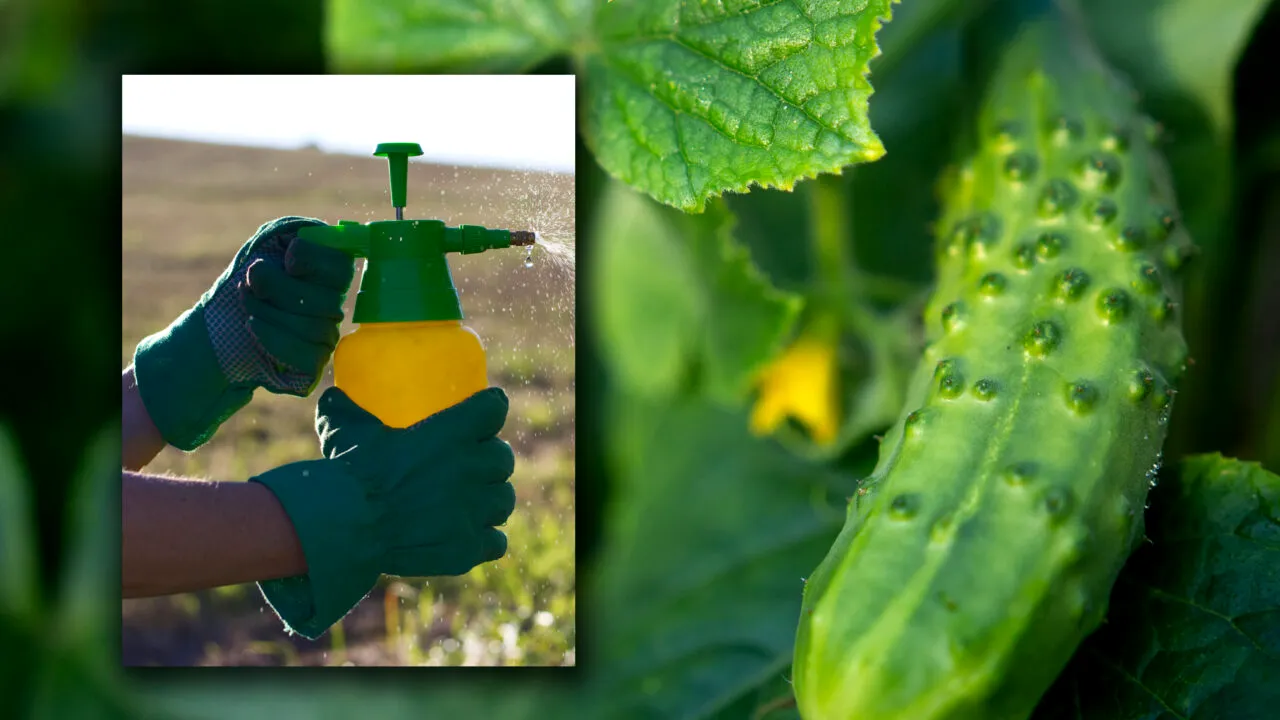 Cele 2 soluții care îți protejează castraveții din grădină în fața afidelor. Cum poți avea o recoltă bogată, anul acesta