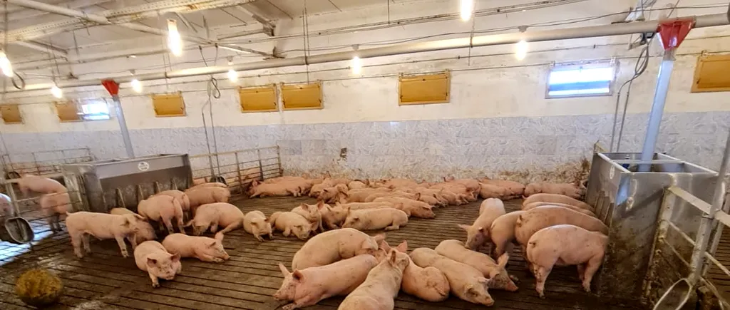 Țara care vinde cea mai bună carne de porc. Atenție, NU este România!