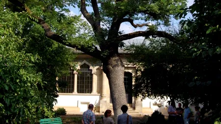 Noul an te iubește, nu te pușcă, de salvezi frasinul lui Niculușcă