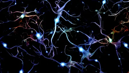 Financial Times: O echipă de cercetători condusă de un savant de origine română a recreat pentru prima dată un circuit CEREBRAL