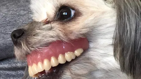 Aveți grijă unde vă lăsați PROTEZA! Un bărbat a trăit șocul vieții, după ce și-a găsit dinții în gura CÂINELUI