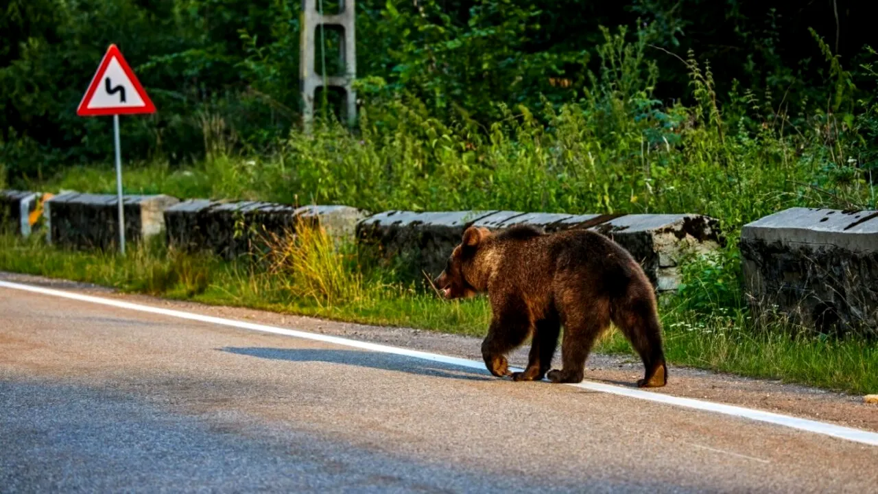 Ursul din Ploiești, care a terorizat orașul în ultimele zile, a fost capturat. Unde l-au prins autoritățile