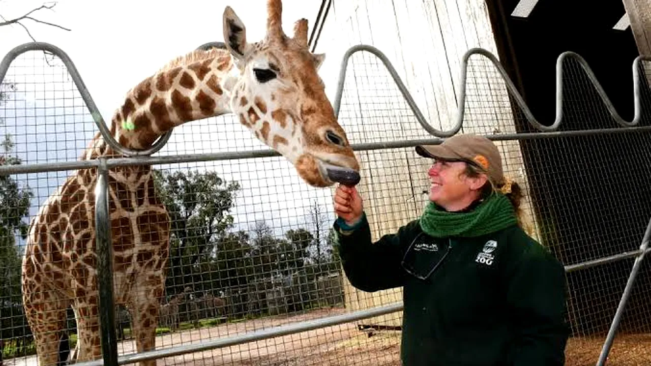 A murit cea mai bătrână girafă din lume. Câți ani avea Mutangi
