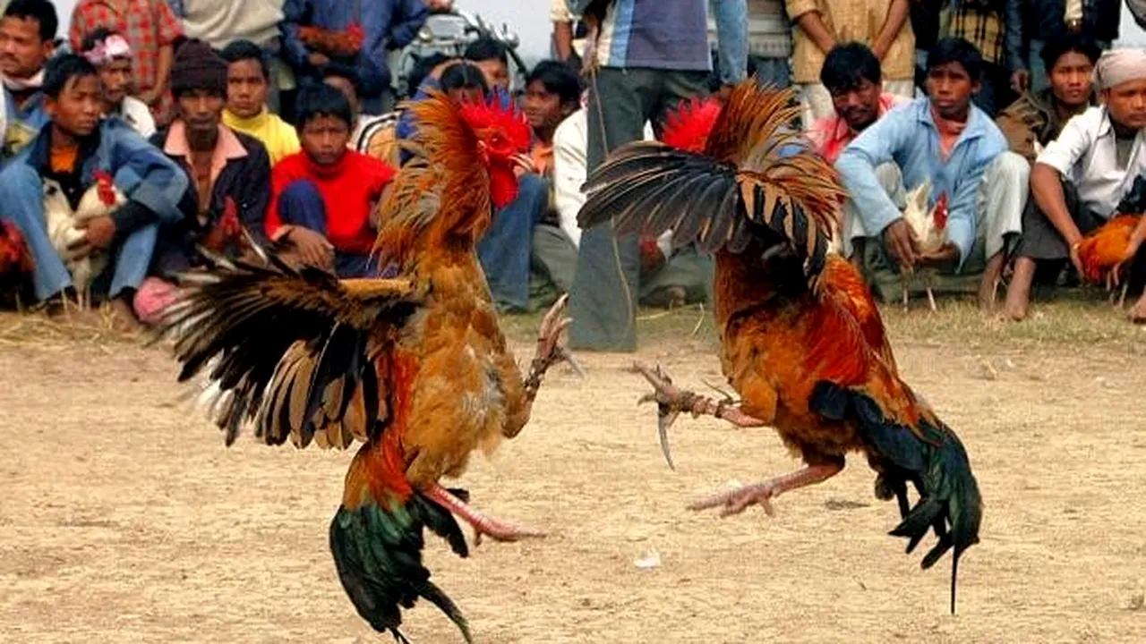 Polițist din Filipine, ucis de un cocoș! Omul legii a încercat să oprească o luptă ilegală, dar pasărea i-a secționat artera femurală