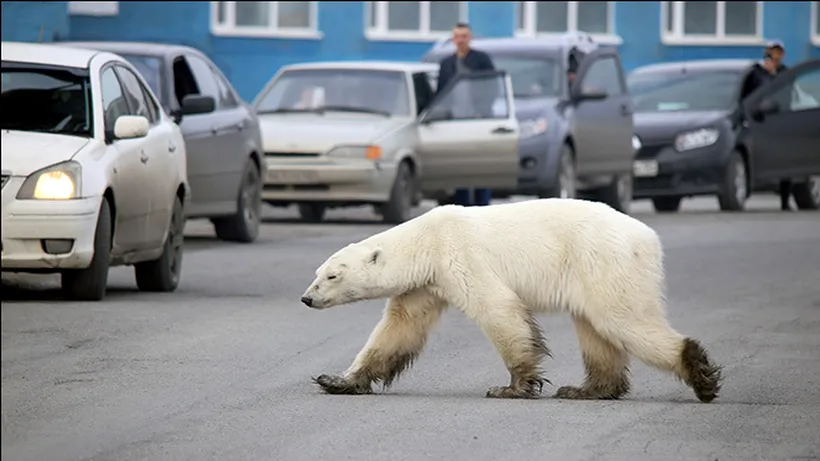 Expediție polară: Un urs din zona arctică, în mijlocul orașului, la peste 1.000 de kilometri de habitatul natural - FOTO / VIDEO 