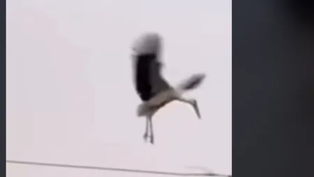 Imagini impresionante. O barză își strigă DUREREA, după ce constată că i-a luat foc cuibul la care a muncit întreaga viață