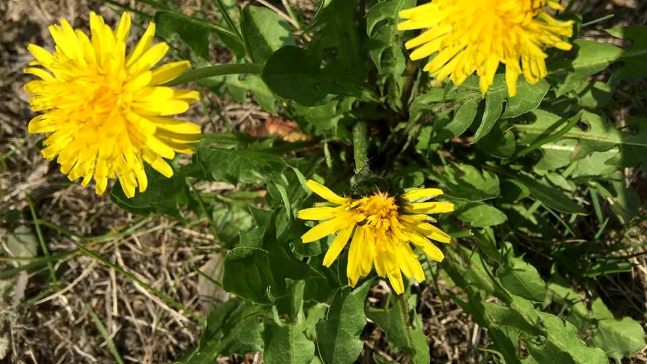 SECRETUL vinului de păpădie. Cum este produsă licoarea care uimește planeta