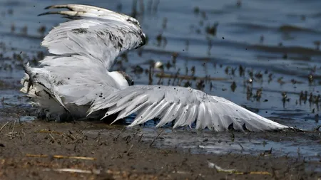 Un nou sport. Păsări protejate ÎMPUȘCATE în Brăila pentru distracție