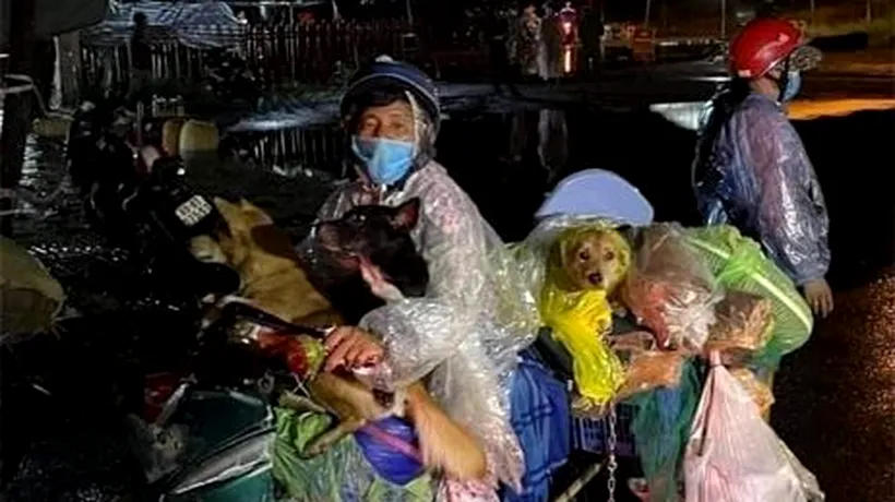 Revoltă în Vietnam după ce mai mulți câini au fost uciși din cauză că stăpânii lor aveau COVID