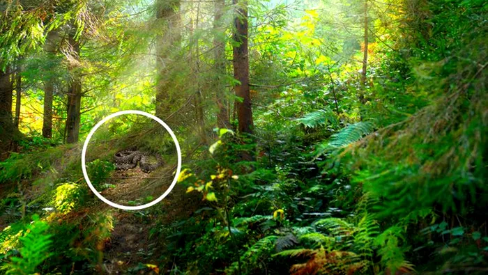 Iluzie optică virală | Unde este șarpele din această poză? Geniile îl văd în 3 secunde